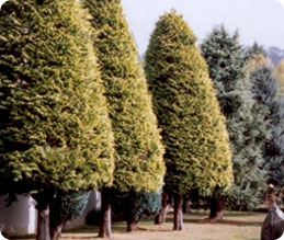 Esempio potatura alberi, dopo