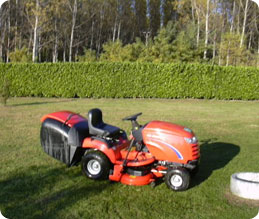 Esempio tosatura professionale Esempio tosatura professionale
